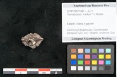 Foto (Objekt + Etikett) von Phymatocaryon mackayi F.V. Mueller (NHMW-GEO-2024-0188-10447)